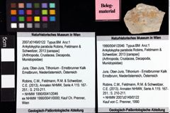 Foto (Objket + Etiketten) von Ankylokypha parabola (Robins, Feldmann & Schweitzer, 2013) 